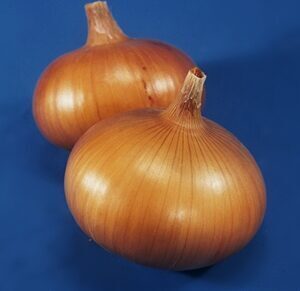 Sīksīpoli ziemas Senshyu Yellow  1 kg  Frakcija: 21/24  Holande